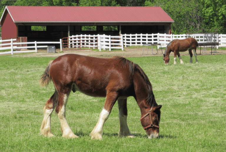 The Ultimate Guide to Choosing the Right Wall Caddy For Your Horse Barn